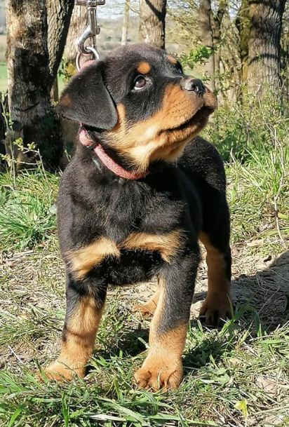 Des Princes d'Owen - Rottweiler - Portée née le 25/01/2021
